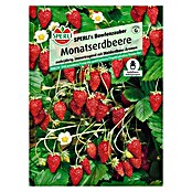 Sperli Obstsamen Monatserdbeere (Fragaria x ananassa, Erntezeit: Mai) | BAUHAUS