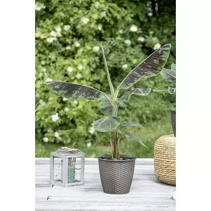 Piardino Bananenstaude - Musa banana in Sorten, 12 cm - Stimmungsaufnahme