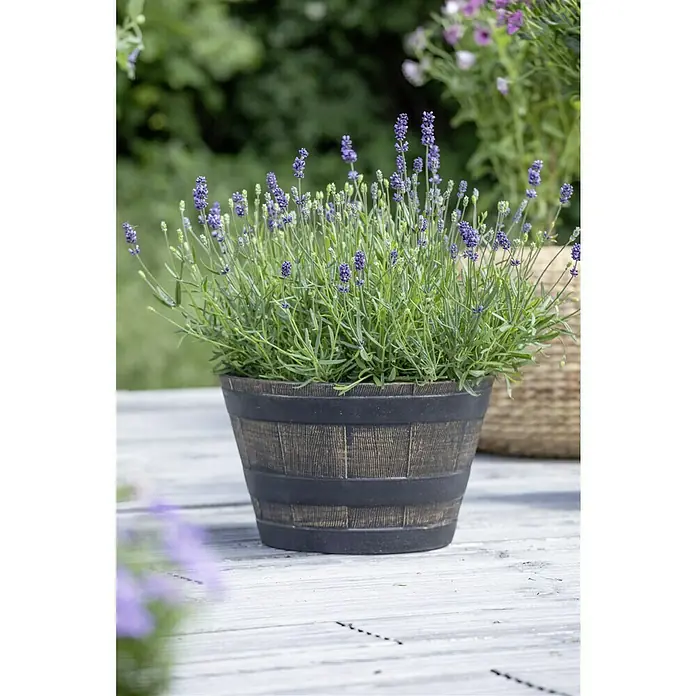 Piardino Lavendel - Lavandula angustifolia, Topfgröße: 23 cm, Violett - Nahaufnahme einer Lavendelpflanze in einem dekorativen Topf im Freien, die ihre natürliche Schönheit und ihren Charme hervorhebt.