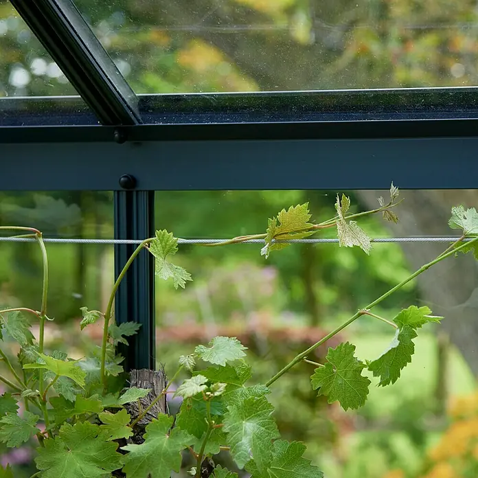 Juliana Pflanzhilfe - Länge: 600 cm - Nahaufnahme einer Weinrebe, die an einer Rankhilfe in einem Gewächshaus wächst. Die grünen Blätter und Triebe sind gut sichtbar.