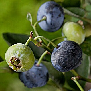 Piardino Heidelbeere Blue Gold (Vaccinium corymbosum, Erntezeit: Juli)