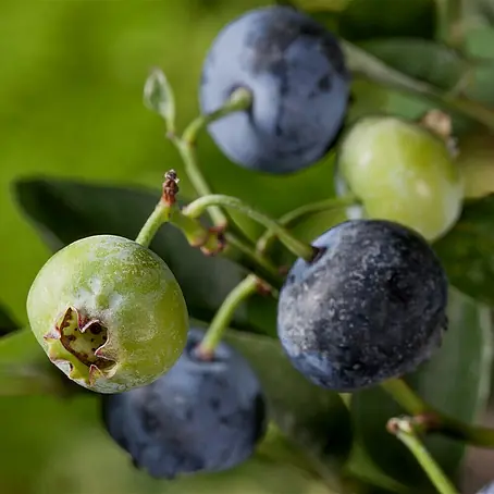Piardino  Heidelbeere Blue Gold