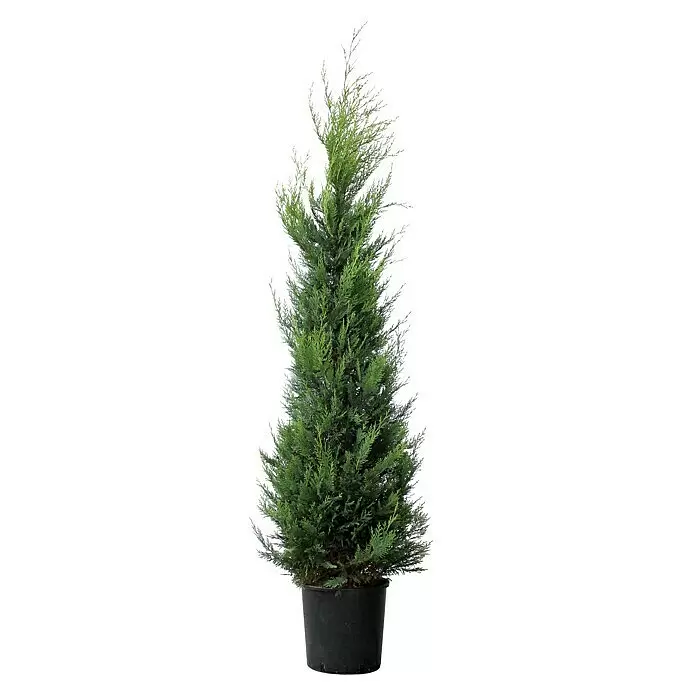 Piardino Koniferen-Mix Toskana - Cupressus Sempervirens, Topfvolumen: 18 l - Vorderansicht