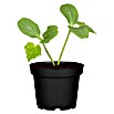 Cucumis sativus 12 Schlangengurke BIO