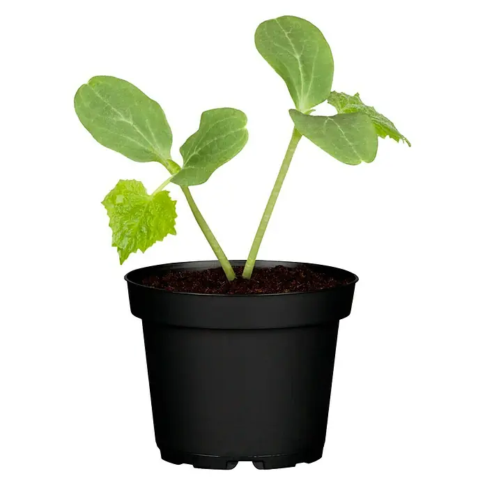Piardino Gurke - Cucumis sativus, 9 cm, Erntezeit: Juli - Jungpflanze im schwarzen Topf. Die zarten, grünen Blätter versprechen zukünftige Erntefreuden.