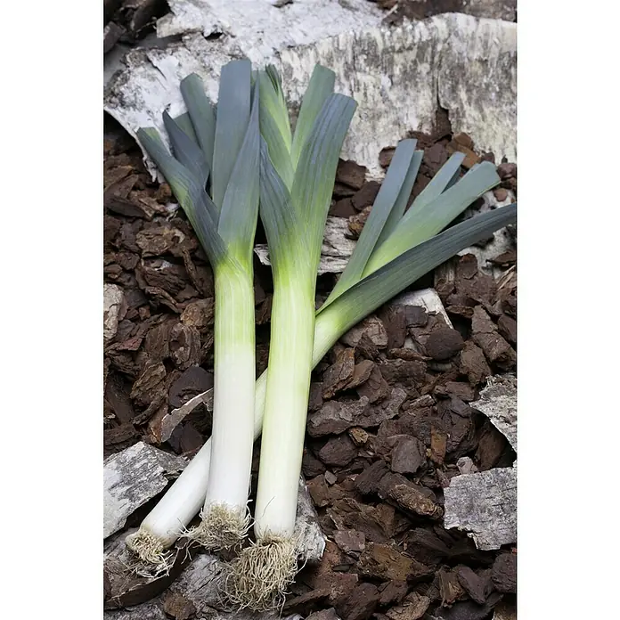 Piardino Lauch - Allium porrum, Erntezeit: Juli - Ein Bündel frischer Lauchstangen mit grünen Blättern und weißen Schäften liegt auf einer rustikalen Oberfläche. Die Lauchstangen sind erntefrisch.
