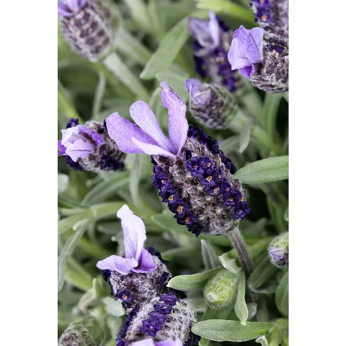 Piardino SchopflavendelLavandula stoechas, Topfgröße: 14 cm, Violett - Nahaufnahme von Lavendelblüten mit lilafarbenen Blütenblättern und flaumigen Knospen. Die Blüten sind in einem Beet mit grünen Blättern.