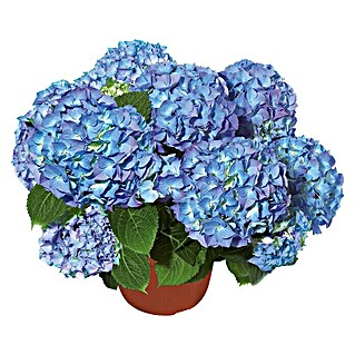 Piardino Hortensie (Hydrangea macrophylla, Topfgröße: 19 cm, Blau)