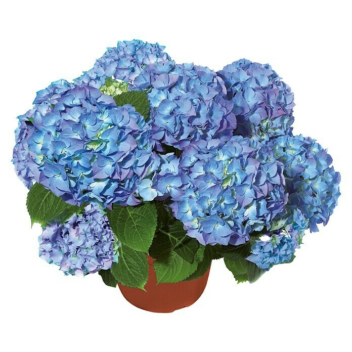 Piardino HortensieHydrangea macrophylla, Topfgröße: 19 cm, Blau Unknown