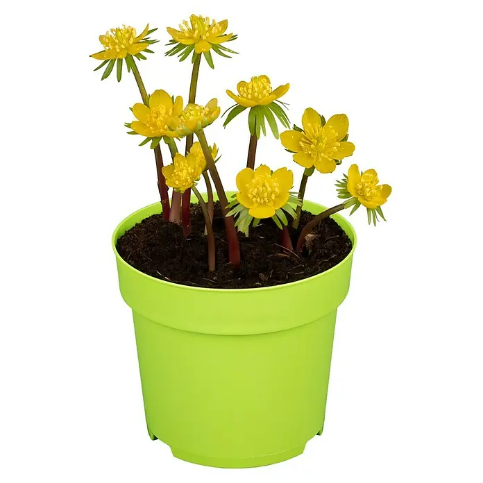 Piardino Frühlingsblumenzwiebeln Winterling - Eranthis hyemalis, Gelb - Ein Topf mit Winterlingen, deren gelbe Blüten auf schlanken Stielen sitzen, in einem hellgrünen Topf.