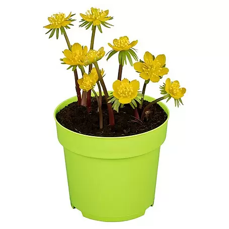 Piardino  Frühlingsblüher