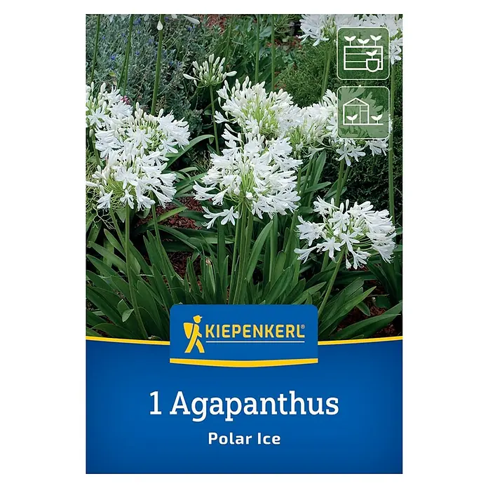 Kiepenkerl Blumensamenmischung - Agapanthus africanus Polar Ice, Weiß - Produktbild einer Packung '1 Agapanthus Polar Ice' mit üppigen, weißen Blüten und grünen Blättern.