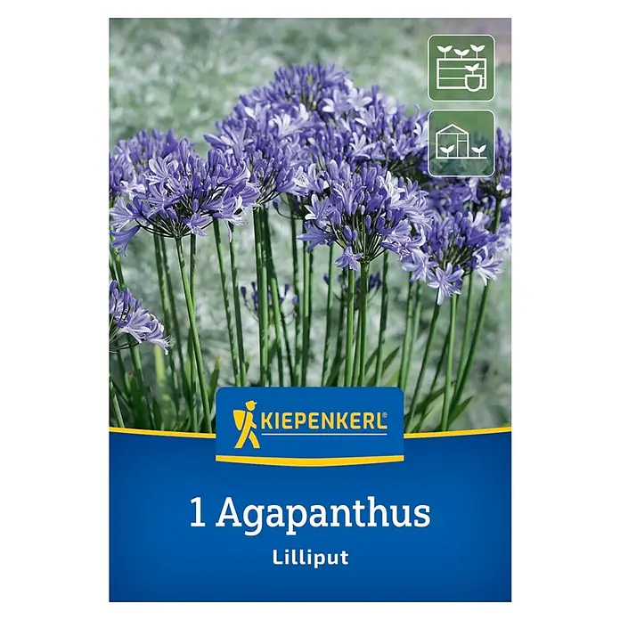 Kiepenkerl Blumensamenmischung - Agapanthus africanus Liliput, Blau - Bild einer 'Kiepenkerl 1 Agapanthus Lilliput'-Blumenpackung mit lilafarbenen Agapanthus-Blüten.