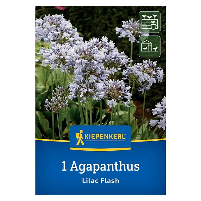 Kiepenkerl Blumensamenmischung - Agapanthus africanus Lilac Flash, Lila - Produktbild einer 1 Agapanthus Lilac Flash Pflanze, einer Zierpflanze mit lilafarbenen Blüten.