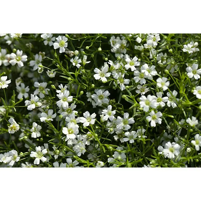Piardino Ilusión - Gypsophila muralis, Tamaño de maceta: 13 cm, Blanco - Primer plano de numerosas flores blancas pequeñas de Gypsophila, creando un efecto floral denso y delicado. Ideal para arreglos románticos.