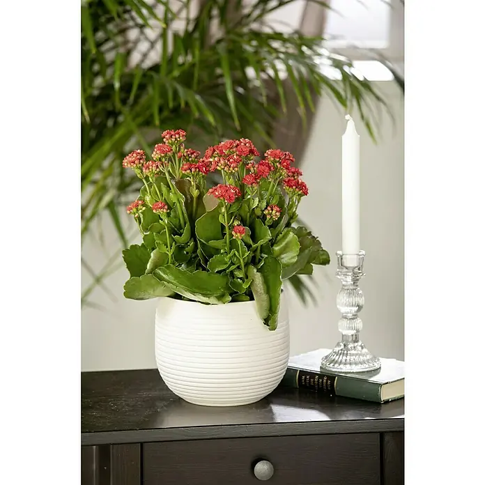 Piardino Flammendes Käthchen Calandiva - Kalanchoe blossfeldiana 'Calandiva'®, Topfgröße: 13 cm, Rot - Rote Kalanchoe-Blüten in einem weißen Topf, neben einer Kerze auf einem dunklen Tisch platziert, erzeugen eine warme, einladende Atmosphäre.