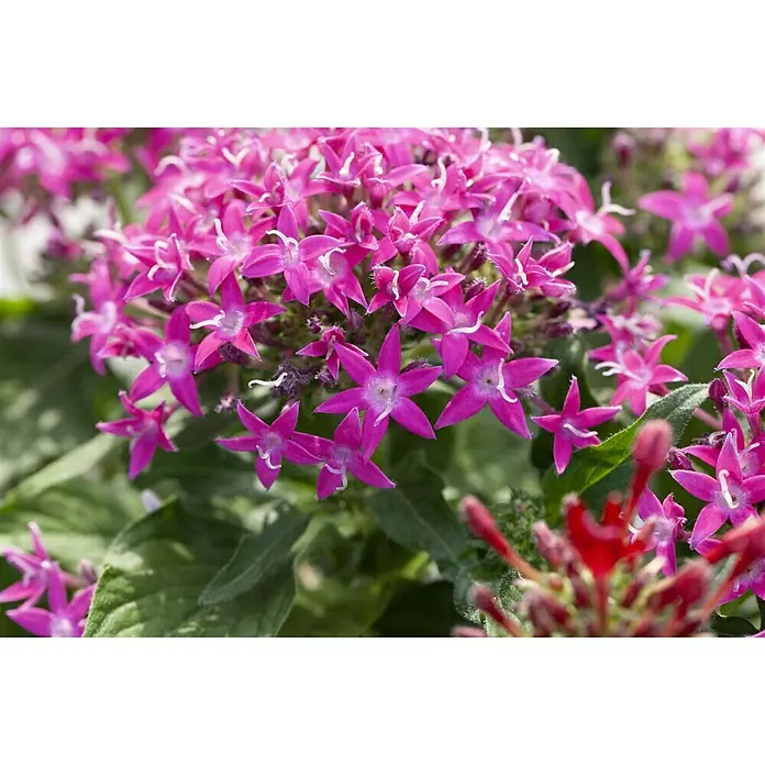Piardino Fünfzahlstrauch - Pentas lanceolata 'Trio', Topfvolumen: 15 l - Nahaufnahme einer Gruppe von Pentas-Blüten in leuchtendem Rosa, die ihre sternförmige Form und filigranen Details zeigen.