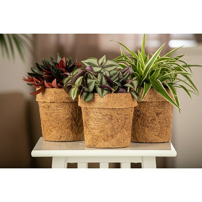 Piardino Zimmerpflanzen-Mix Mix (Verschiedene Sorten, Topfgröße: 13 cm, 1 x Pflanze) | BAUHAUS