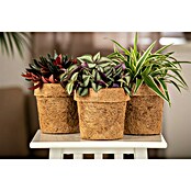 Piardino Zimmerpflanzen-Mix Mix (Verschiedene Sorten, Topfgröße: 13 cm, 1 x Pflanze) | BAUHAUS