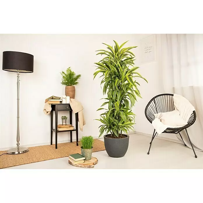Piardino Drachenbaum - Dracaena fragrans 'Lemon Lime', Topfgröße: 32 cm, Dunkelgrün - Stimmungsaufnahme