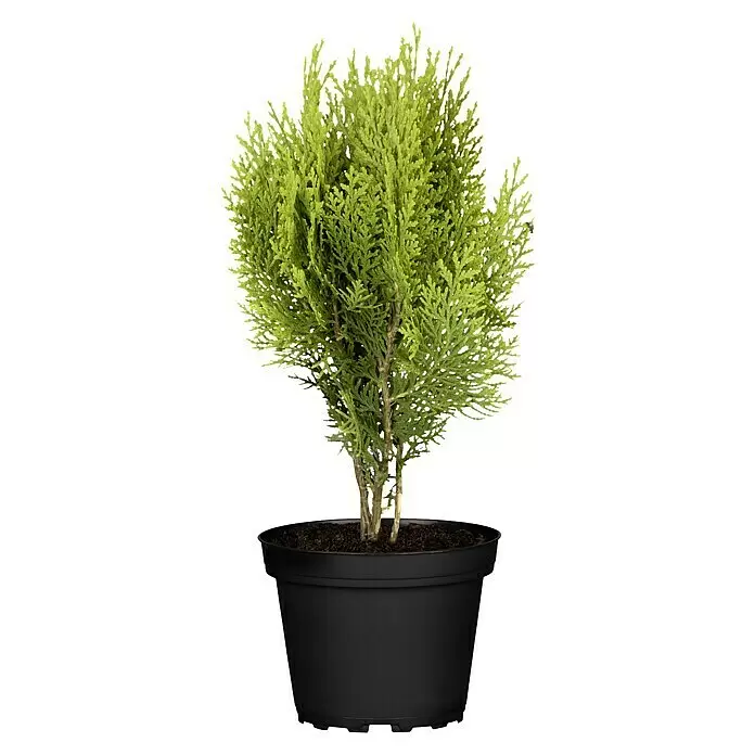 Piardino Koniferen-Mix Aufrecht - Coniferales Hybride, Topfgröße: 13 cm - Vorderansicht