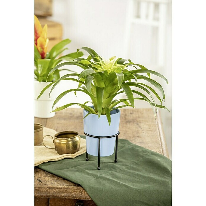 Piardino Bromelie (Bromelia, Topfgröße: 10 cm, Sortenabhängig) | BAUHAUS