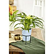 Piardino Bromelie (Bromelia, Topfgröße: 10 cm, Sortenabhängig) | BAUHAUS