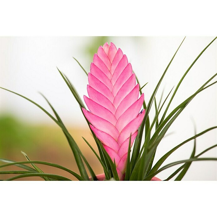 Piardino Bromelie (Bromelia, Topfgröße: 10 cm, Sortenabhängig) | BAUHAUS