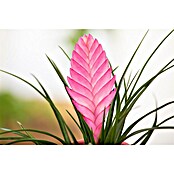 Piardino Bromelie (Bromelia, Topfgröße: 10 cm, Sortenabhängig) | BAUHAUS
