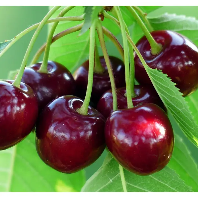 Piardino Bio Süßkirschbaum - Prunus avium, Topfvolumen: 7 l, Erntezeit: Juni - Eine Nahaufnahme von knackigen, dunkelroten Kirschen mit grünen Stielen und Blättern, die ihre Frische und Süße hervorheben.