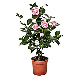 Piardino Camelia (Camellia japonica, Tamaño de maceta: 15 cm, Color de flor: En función de la variedad)