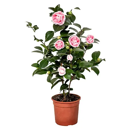 Piardino  Camelia
