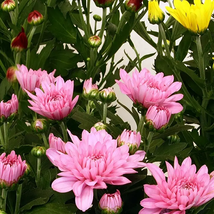 Piardino Herbst-Chrysantheme - Chrysanthemum indicum, Topfgröße: 12 cm, Sortenabhängig - Nahaufnahme von rosa und gelben Chrysanthemen in voller Blüte, umgeben von grünen Blättern und Knospen. Die Blumen wirken frisch und lebendig.