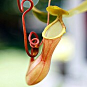 Piardino Nepentes (Nepenthes alata, Tamaño de maceta: 9 cm)
