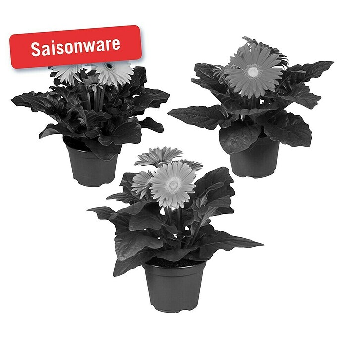 Gerbera (Topfgröße: 12 cm)