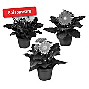 Gerbera (Topfgröße: 12 cm)