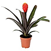 Guzmania Hybriden 12Tala Knots orange