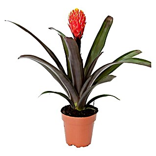 Piardino Bromelie (Guzmania Hybride Tala Knots, Topfgröße: 12 cm, Orange)