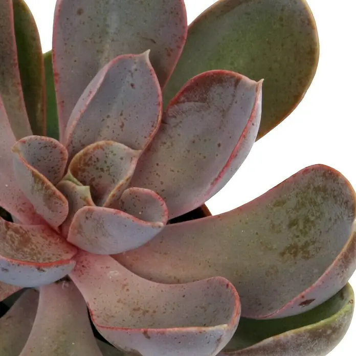 Piardino Echeverie - Echeveria in Sorten gemischt, Topfgröße: 6 cm, Artenabhängig - Nahaufnahme einer Echeveria mit dicken, fleischigen Blättern in sanften Rosa- und Grüntönen, die eine elegante und robuste Sukkulente zeigt.