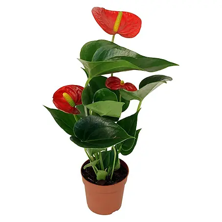 Piardino  Flamingoblume Mini Farbmix