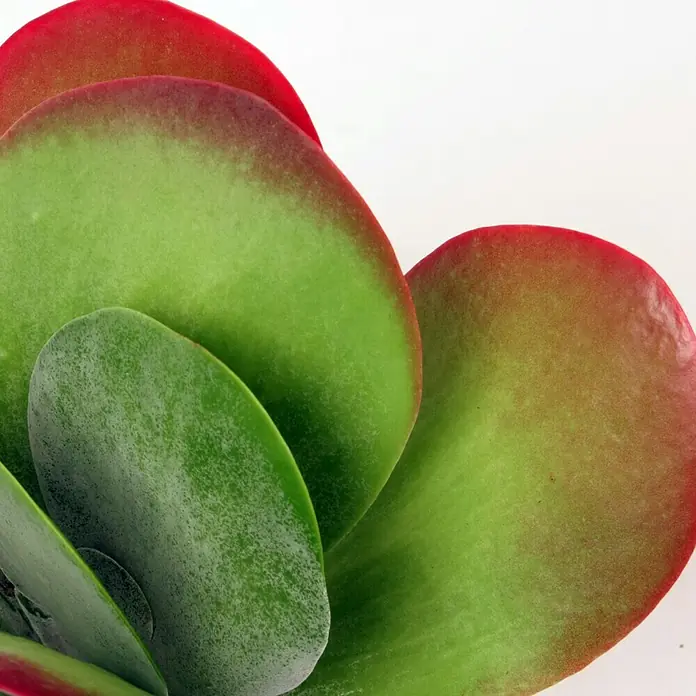 Piardino Rosa de campo - Kalanchoe thyrsiflora, Tamaño de maceta: 12 cm - Primer plano de una planta con hojas redondas y verdes con bordes rojos. Las hojas están densamente agrupadas, creando una exhibición vibrante de color.