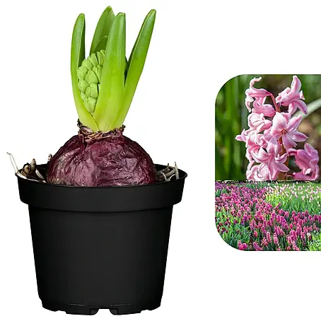 Piardino  Frühlingsblumenzwiebeln Hyazinthe