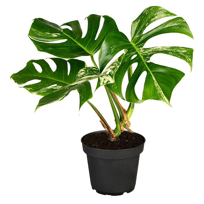 Piardino Fensterblatt Thai Constellation (Monstera deliciosa Thai Constellation, Topfgröße: 17 cm) | BAUHAUS