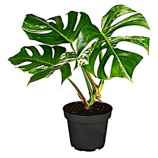 Piardino Fensterblatt Thai Constellation (Monstera deliciosa Thai Constellation, Topfgröße: 17 cm)