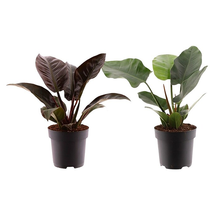 Piardino Baumfreund (Philodendron 'Imperial Red, Topfgröße: 19 cm) | BAUHAUS