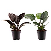 Piardino Baumfreund (Philodendron 'Imperial Red, Topfgröße: 19 cm) | BAUHAUS