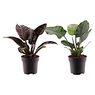 Piardino Baumfreund (Philodendron 'Imperial Red, Topfgröße: 19 cm)