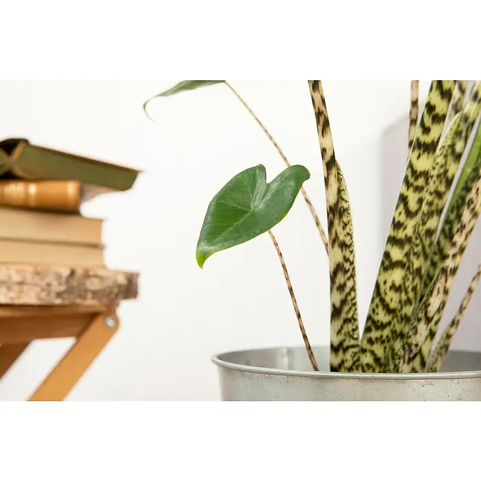 Piardino Pfeilblatt - Alocasia zebrina, Topfgröße: 17 cm - Zimmerpflanze in einem Metalleimer, neben einem Stapel Bücher auf einem Holzhocker, für eine ruhige und natürliche Atmosphäre.