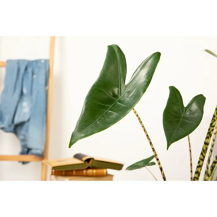 Piardino Pfeilblatt - Alocasia zebrina, Topfgröße: 17 cm - Nahaufnahme eines üppigen Alocasia Zebrina mit markanten Blättern, die eine exotische Note in den Raum bringt.