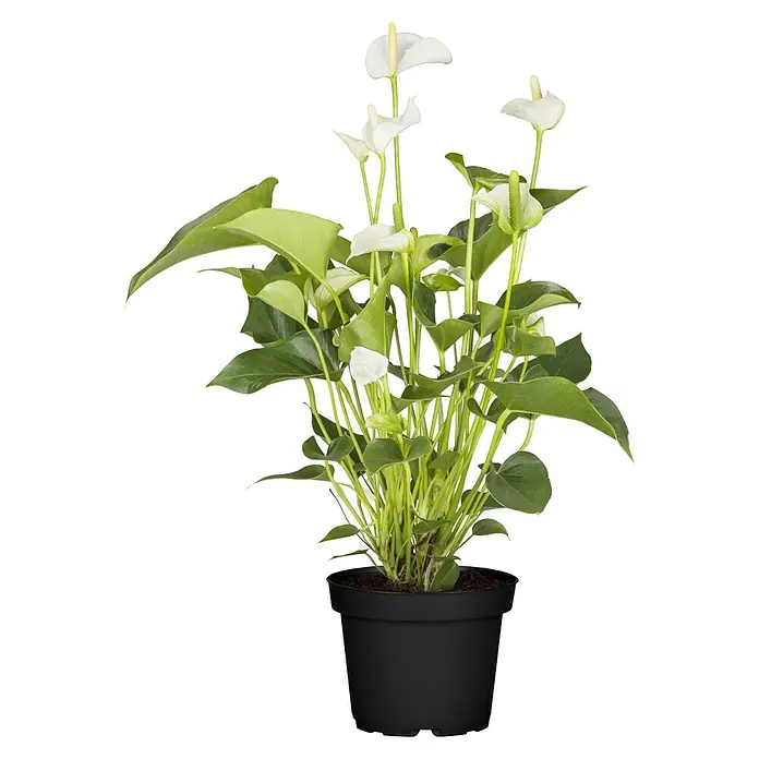 Piardino Flamingoblume - Anthurium andreanum, Topfgröße: 21 cm, verschiedene Ausführungen - Nahaufnahme einer eleganten Zimmerpflanze, Anthurie mit weißen Blüten, in einem schlichten schwarzen Topf, perfekt für stilvolle Innenräume.